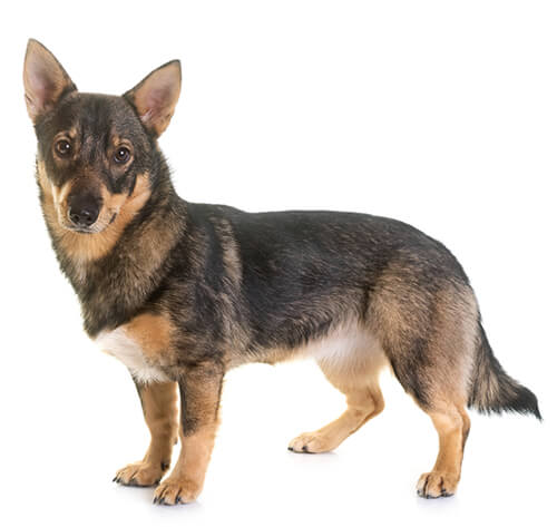 Swedish vallhund